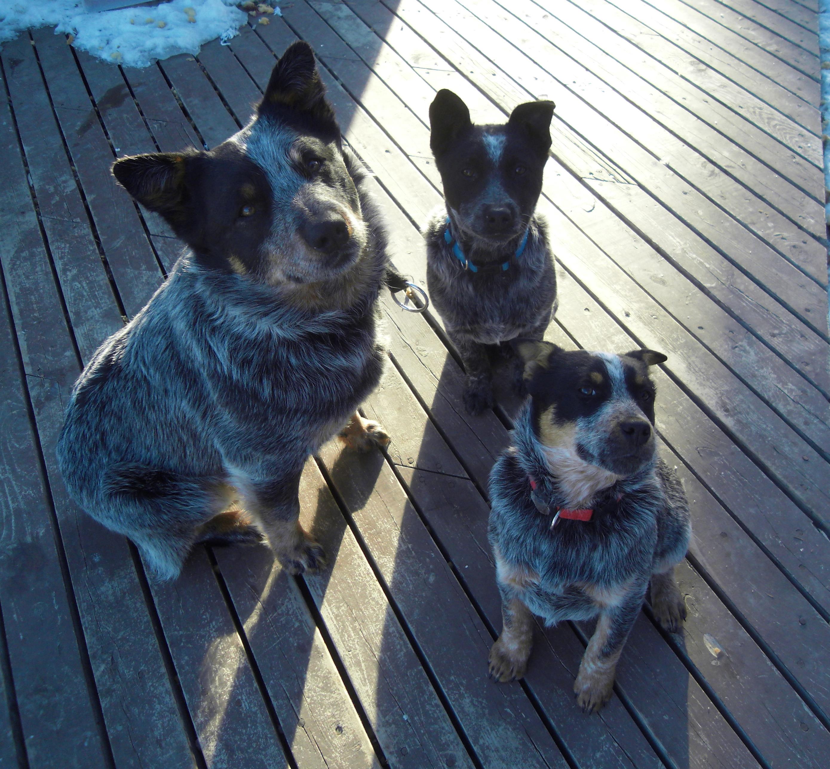 Blue Heeler Colors