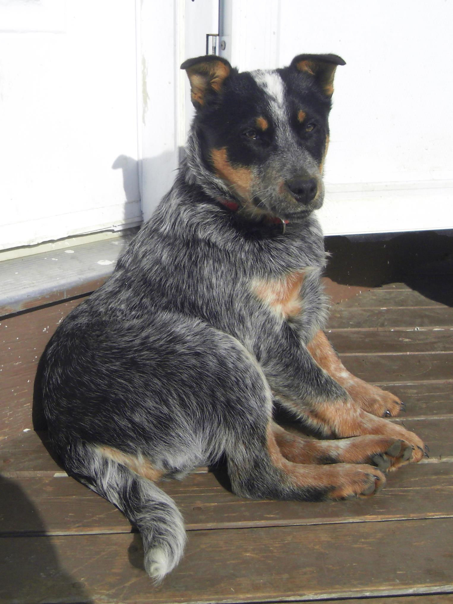 Blue Heeler Izzy