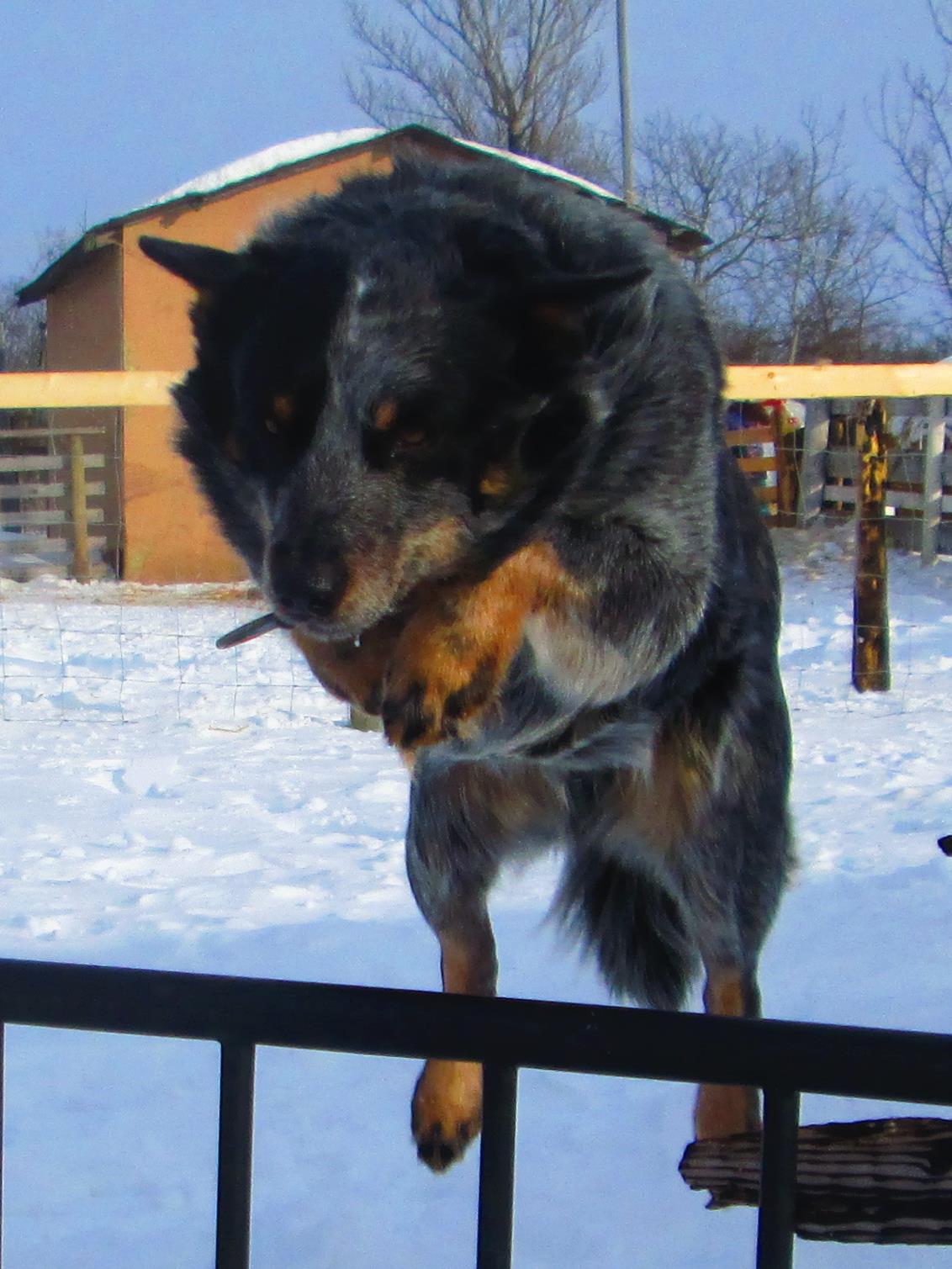 Blue Heeler Jumping