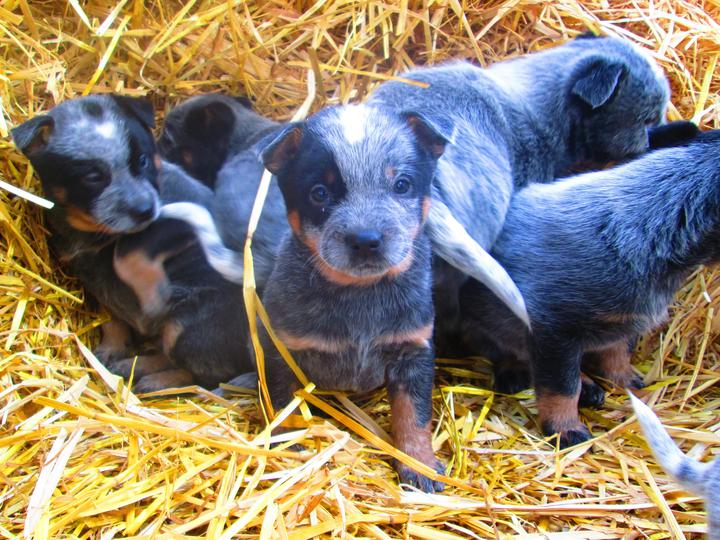 Blue Heeler Puppies