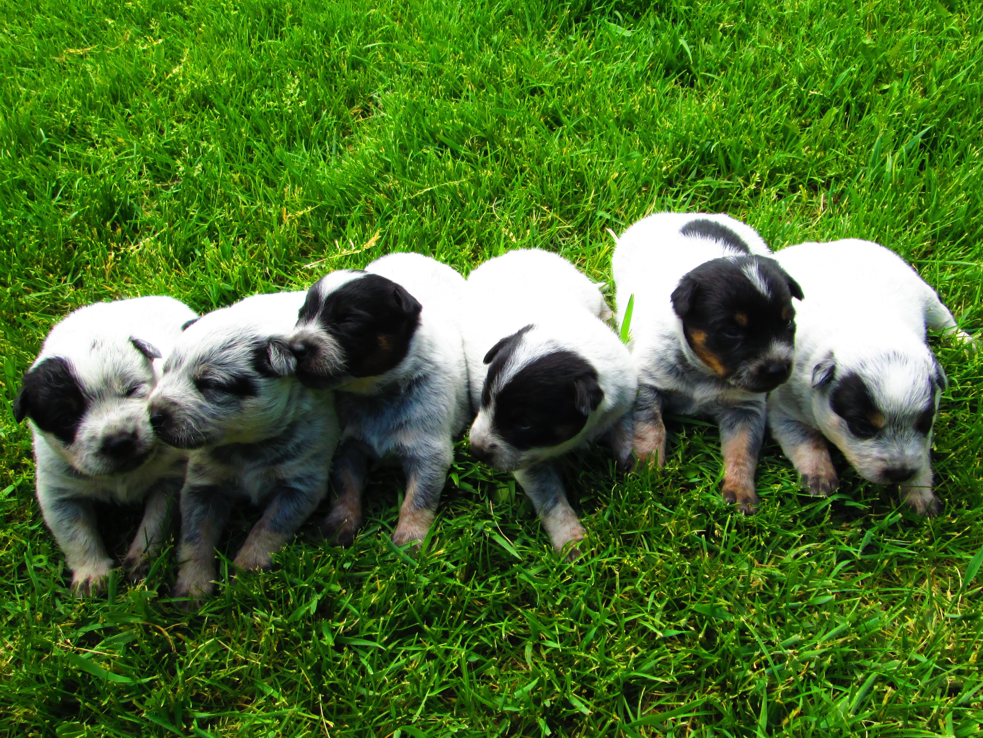 Blue Heeler Puppies For Sale