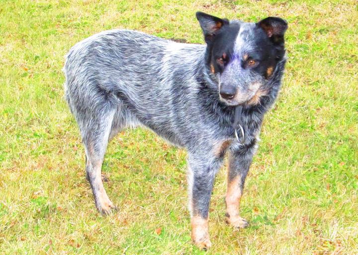 blue heeler average size