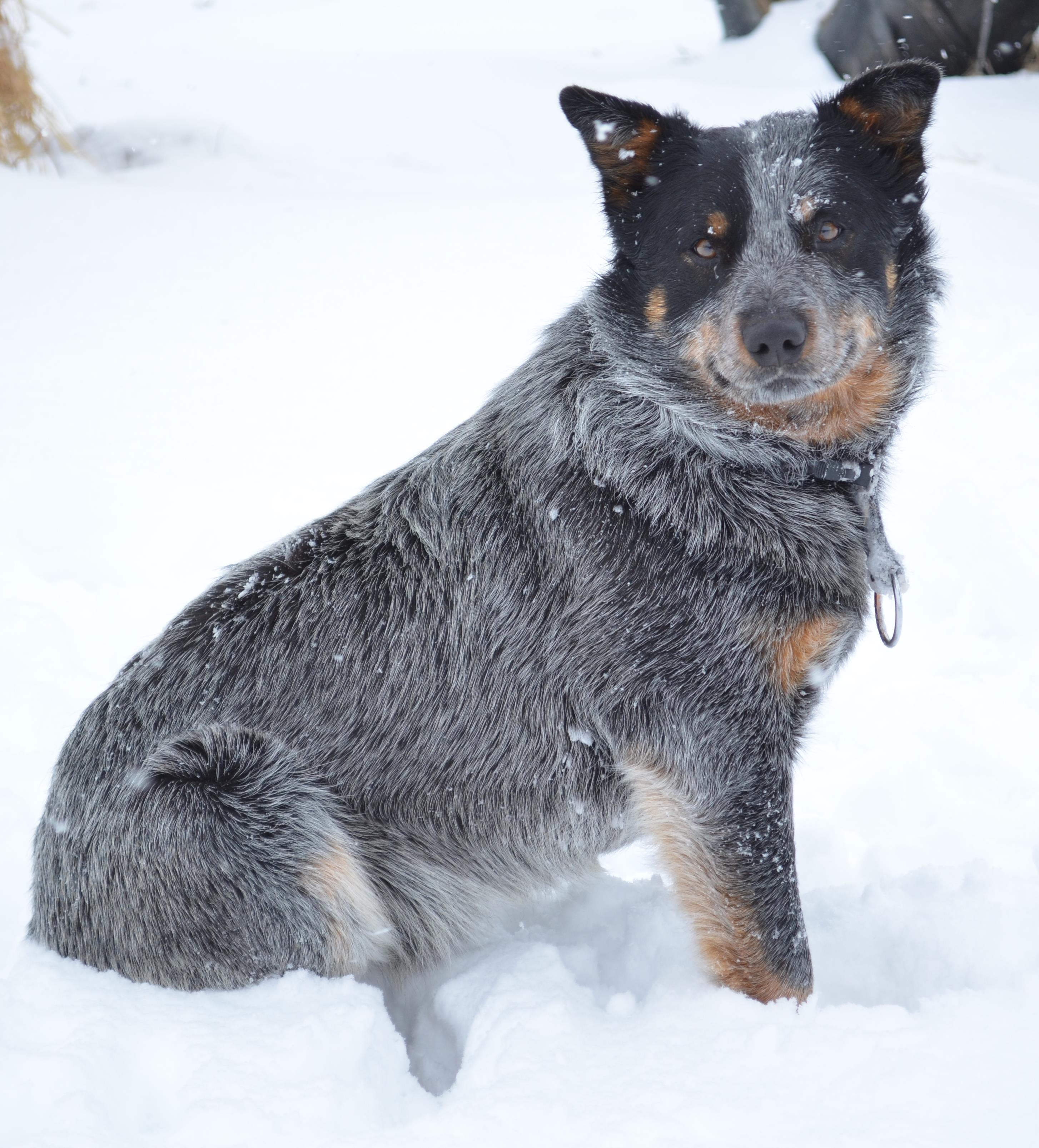 Blue Heeler Siting