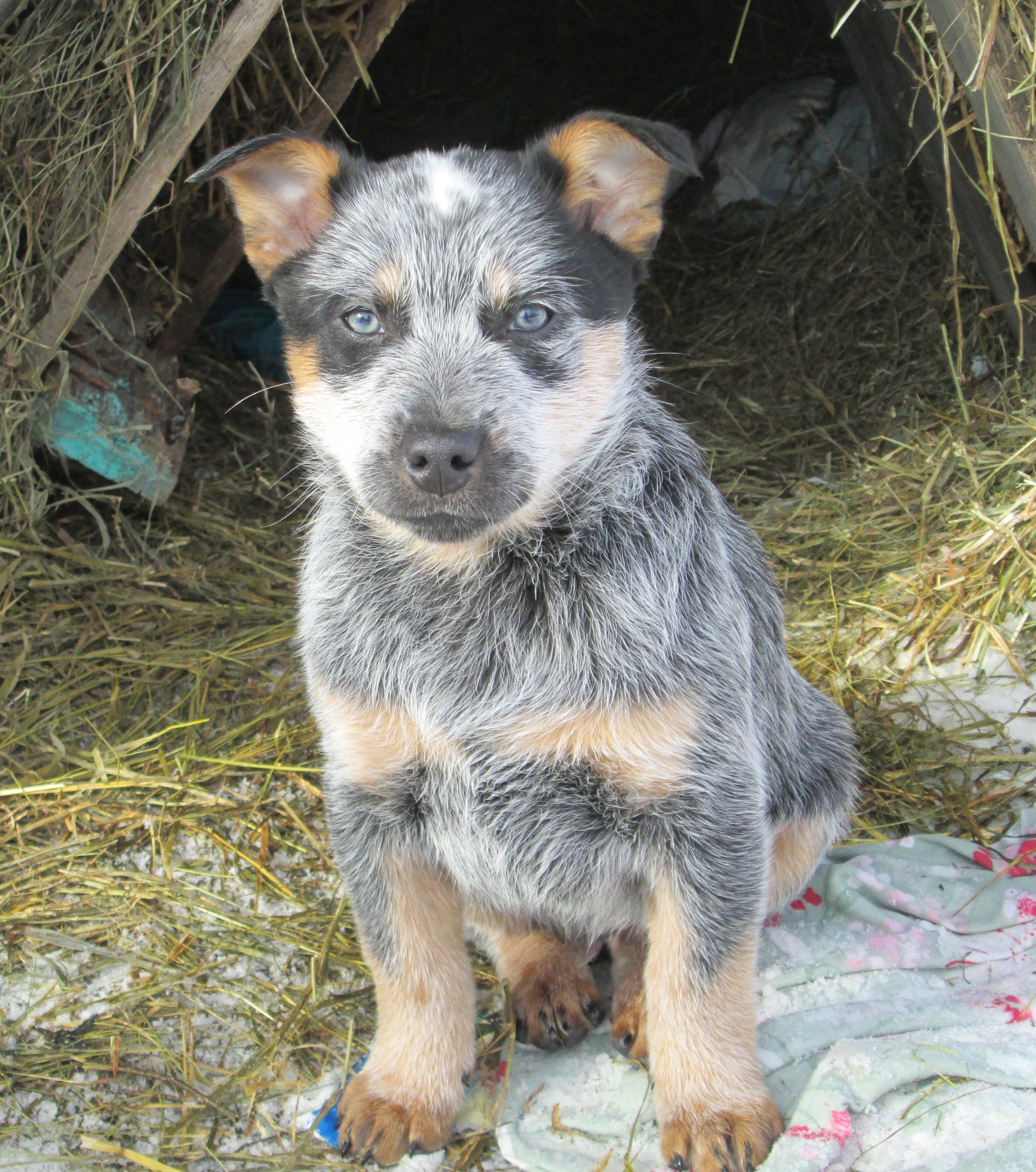 average weight of a blue heeler