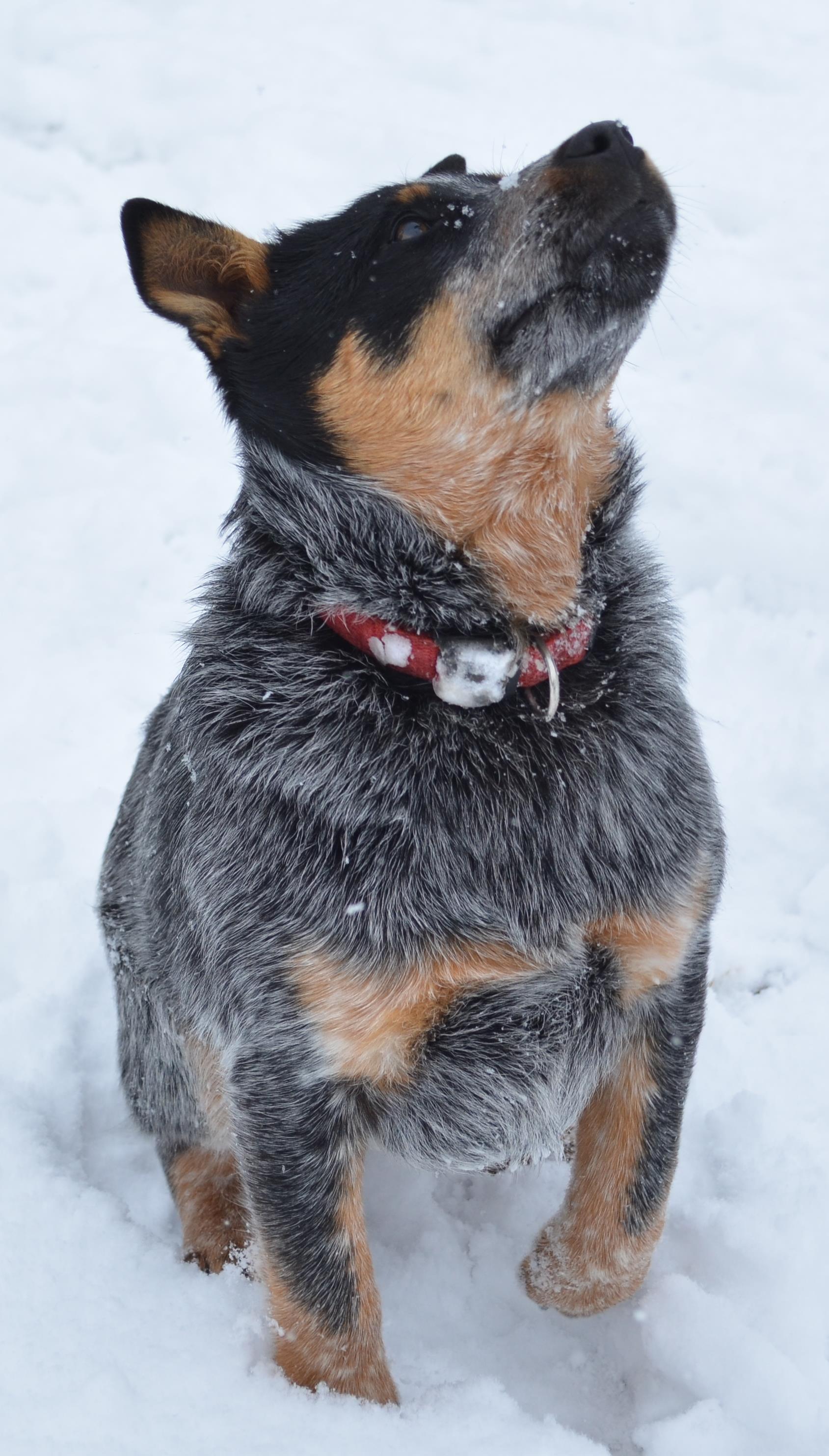 Name Izzy Blue Heeler Sitting