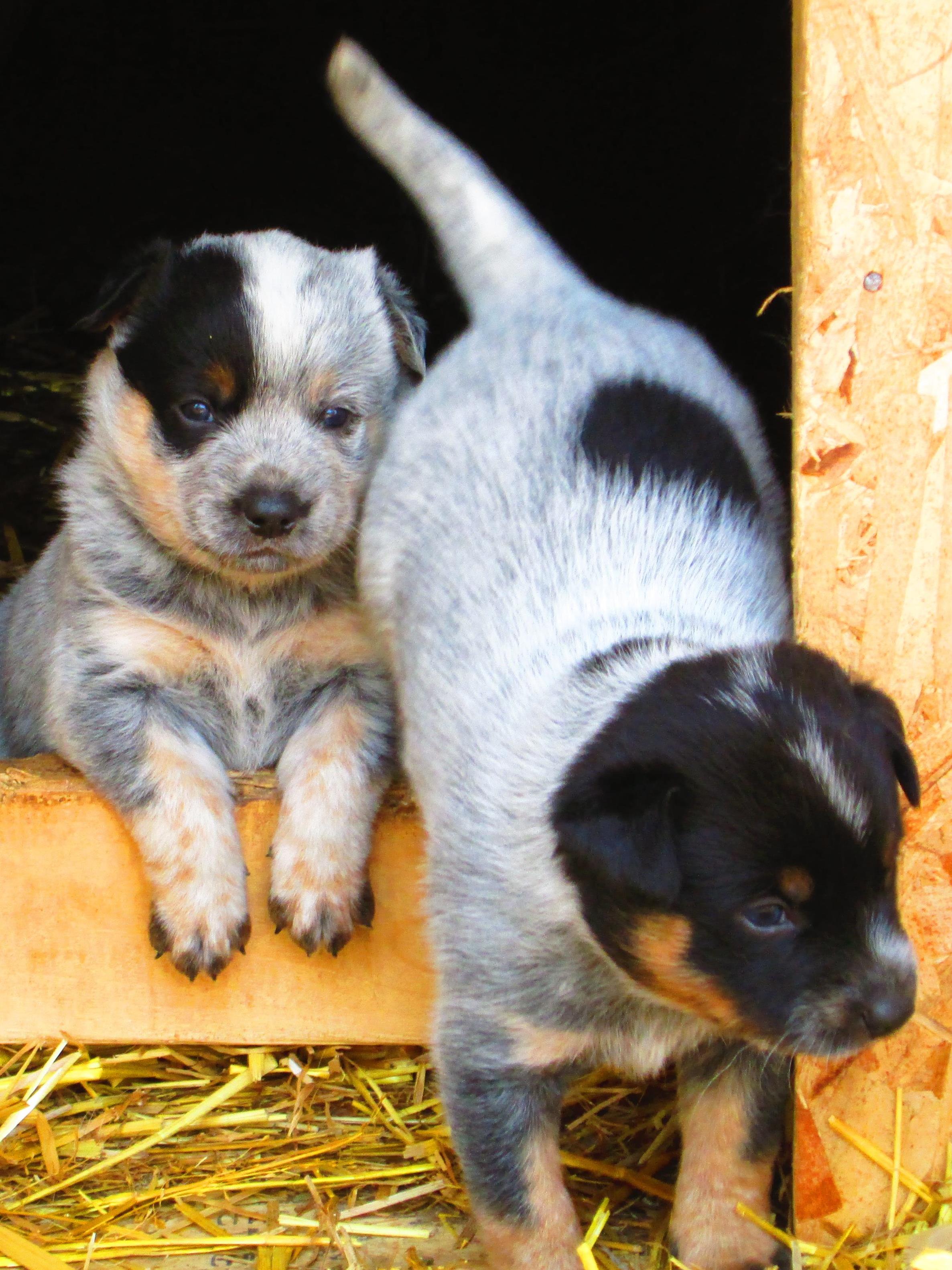 blue heeler puppies 2