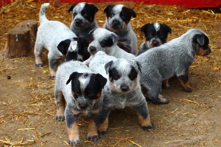 Blue Heeler Photos Puppies Patty