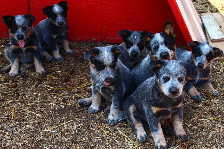 blue heeler litter size