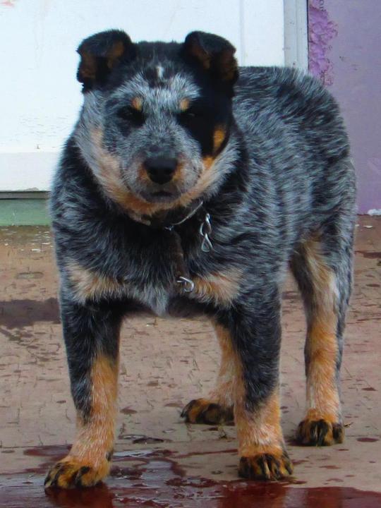 Blue Bred Blue Heeler